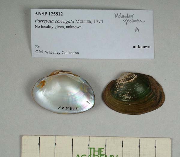 specimen