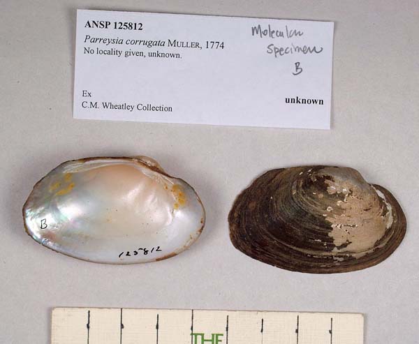 specimen