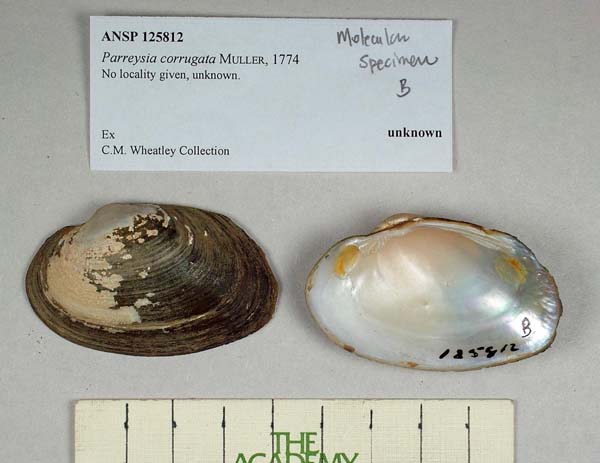 specimen