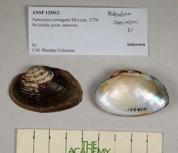 specimen