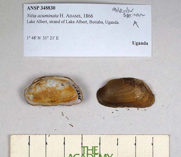 specimen