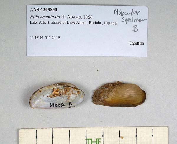 specimen