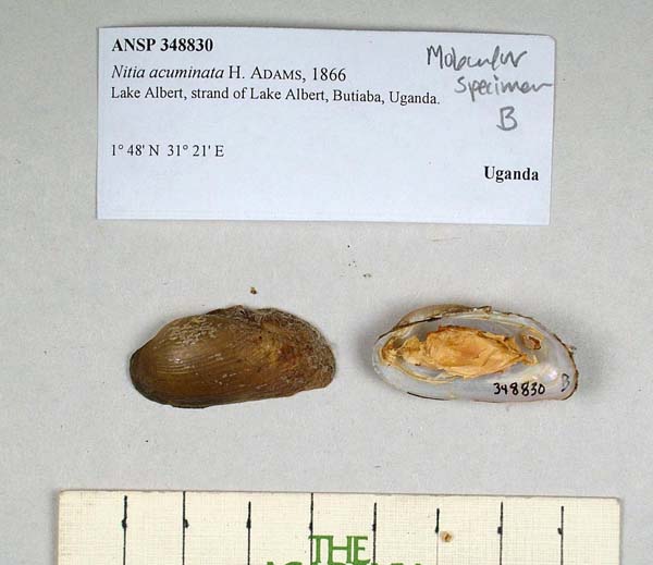 specimen