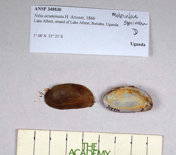 specimen