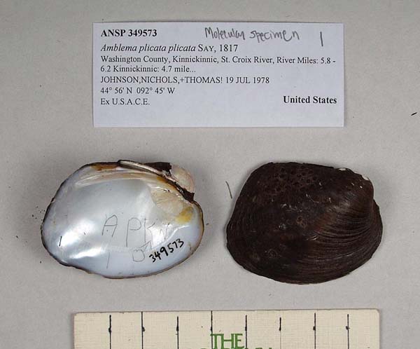 specimen