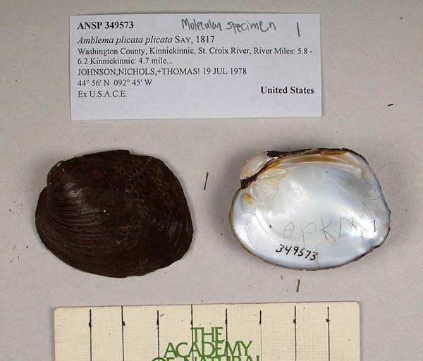 specimen