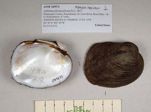 specimen
