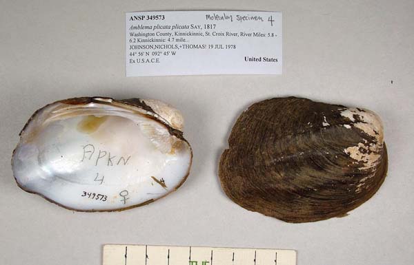 specimen