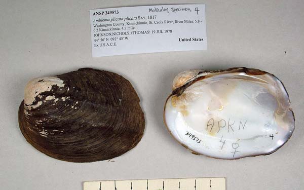specimen