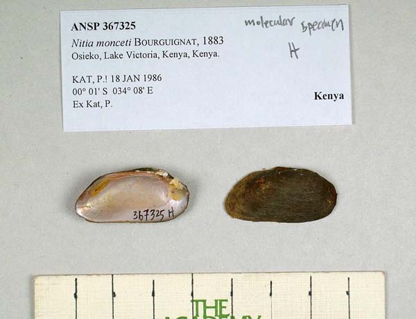 specimen