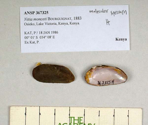 specimen