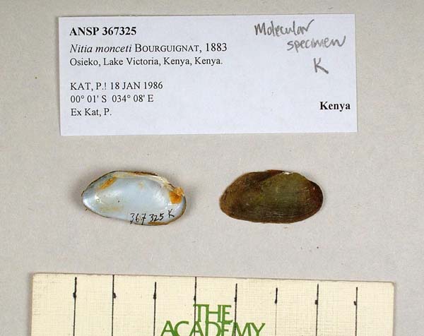 specimen