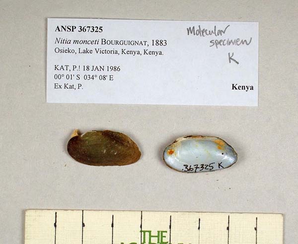 specimen