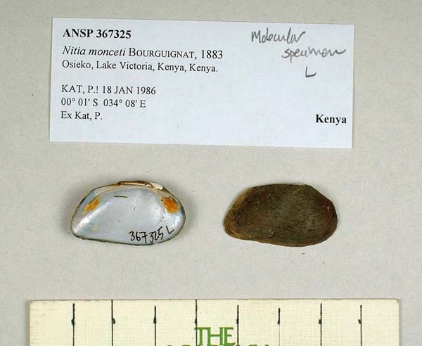 specimen
