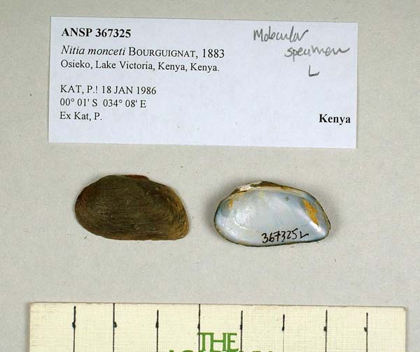 specimen