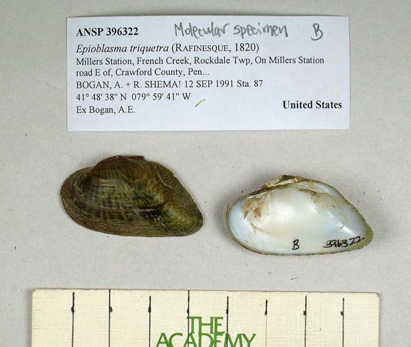 specimen