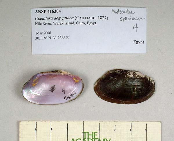 specimen