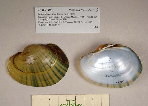 specimen