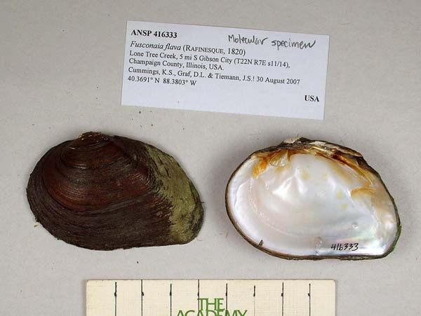 specimen