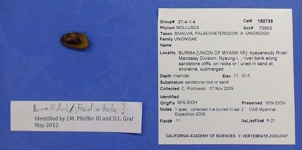 specimen