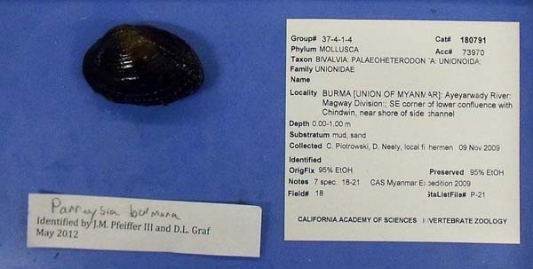 specimen