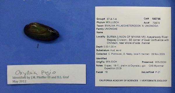 specimen