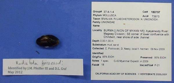 specimen