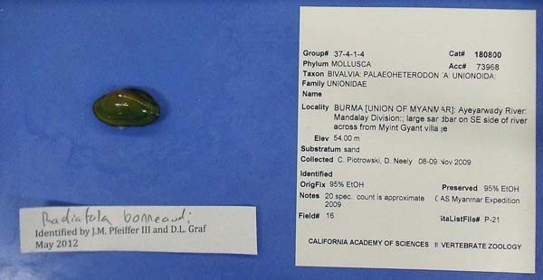 specimen