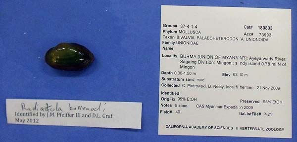 specimen