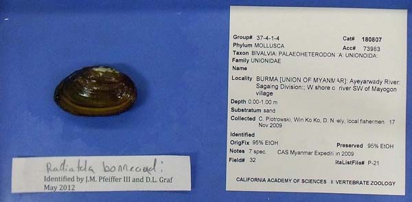 specimen