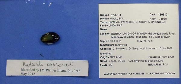 specimen