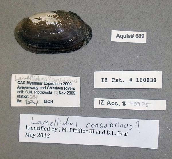 specimen