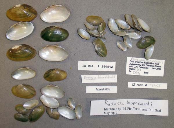 specimen