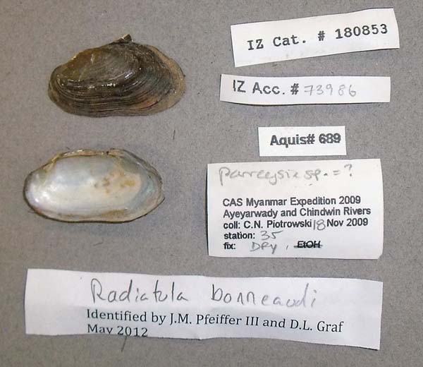 specimen