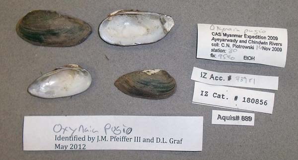 specimen