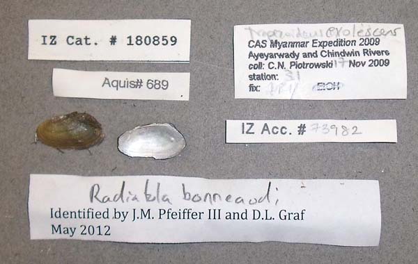 specimen