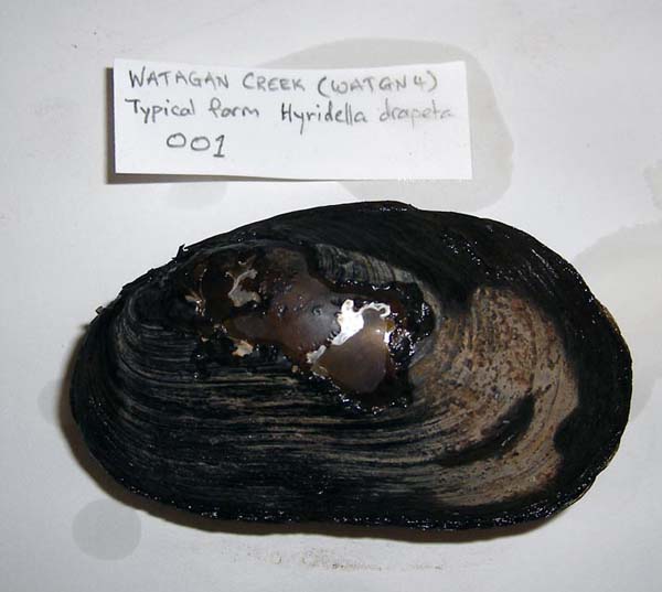 specimen