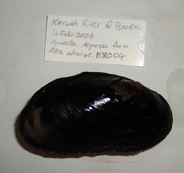 specimen