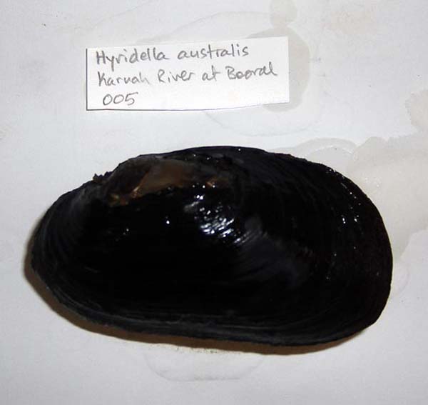 specimen