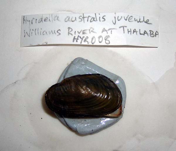 specimen