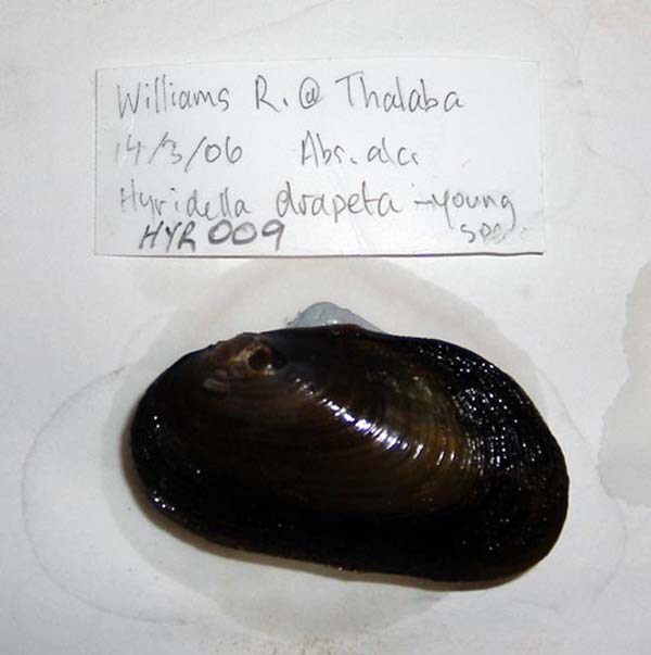 specimen