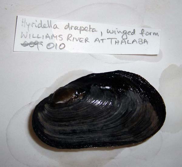 specimen