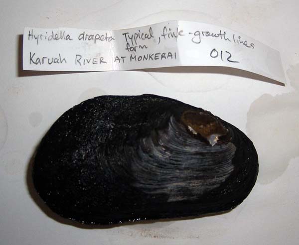 specimen