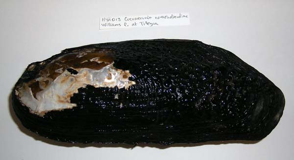 specimen
