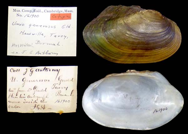 specimen