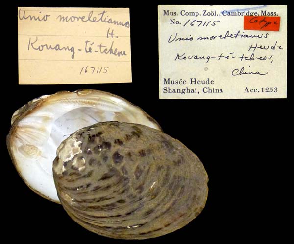 specimen