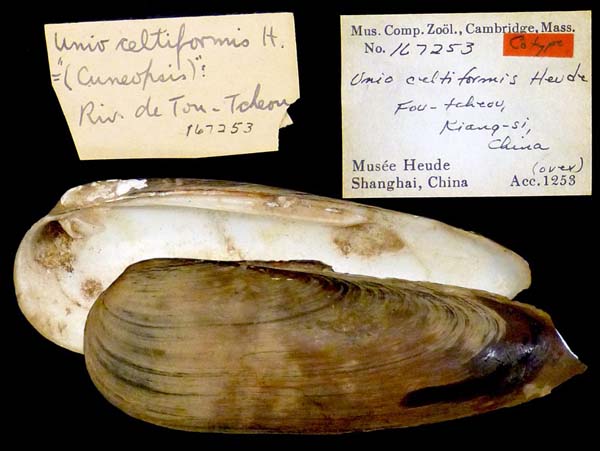 specimen