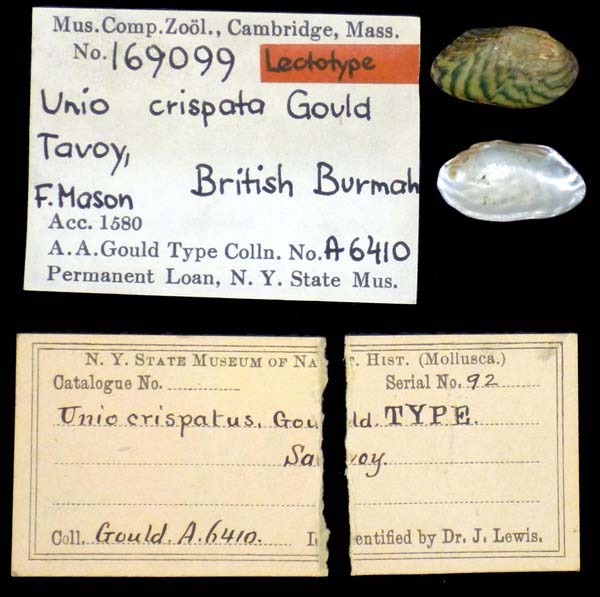specimen