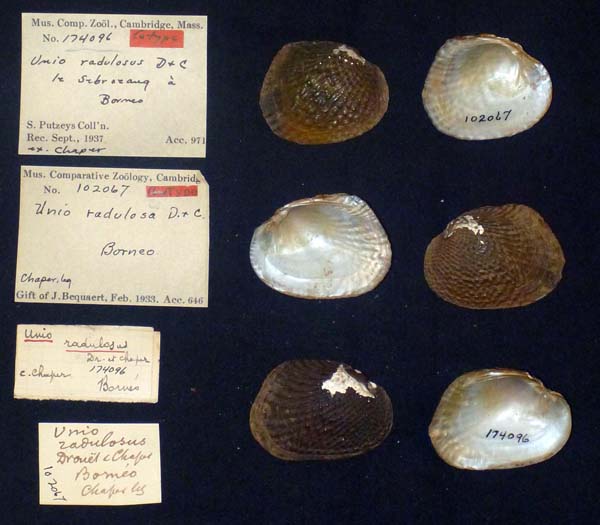 specimen