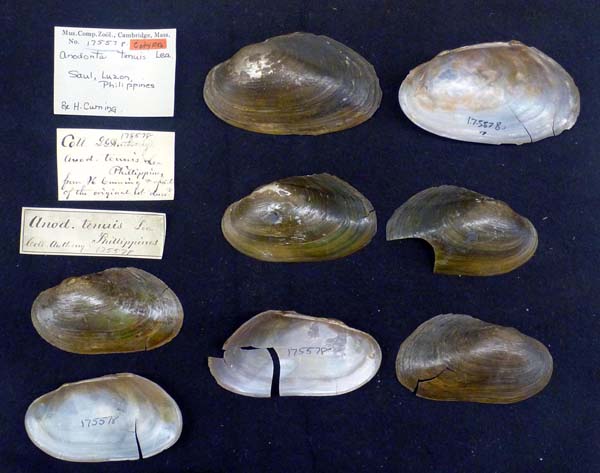 specimen